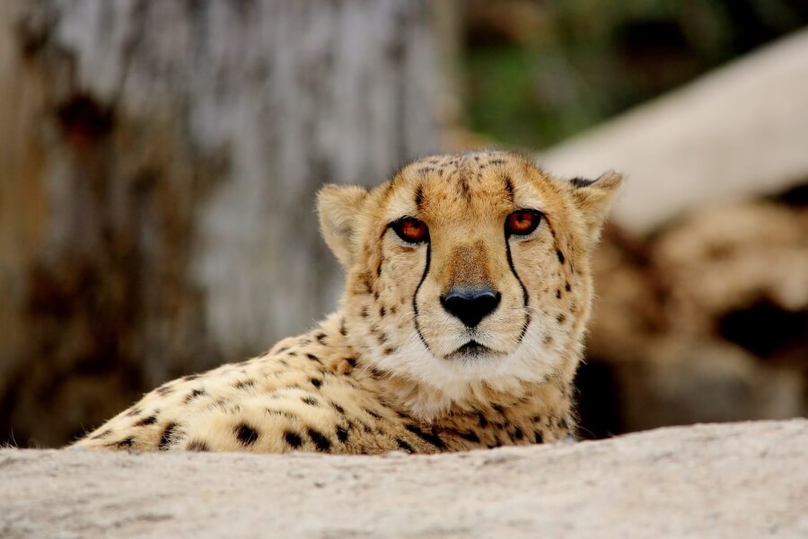 Visit Halls Gap Zoo